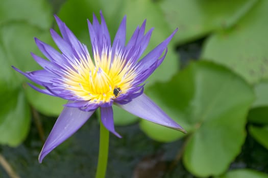 Close up lotus flower and lotus flower plants