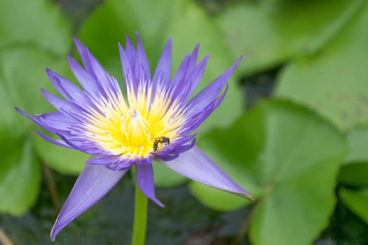 Close up lotus flower and lotus flower plants