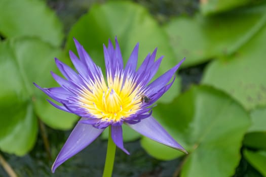 Close up lotus flower and lotus flower plants