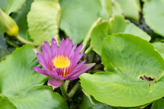 Close up lotus flower and lotus flower plants