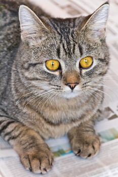 Photo of domestic tiger cat with yellow eyes 