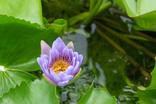 Close up lotus flower and lotus flower plants