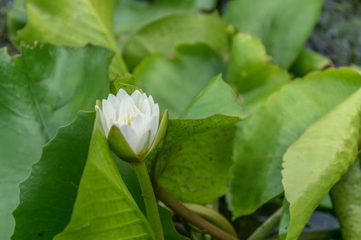 Close up lotus flower and lotus flower plants