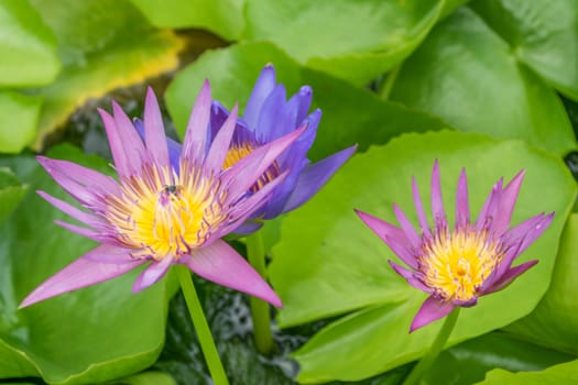 Close up lotus flower and lotus flower plants