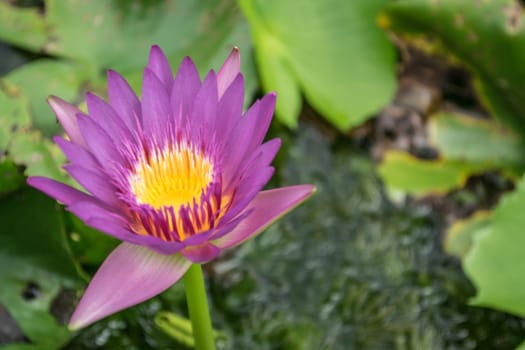 Close up lotus flower and lotus flower plants