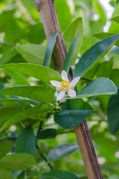 Lime flowers, lemon blossom on tree among green leaves