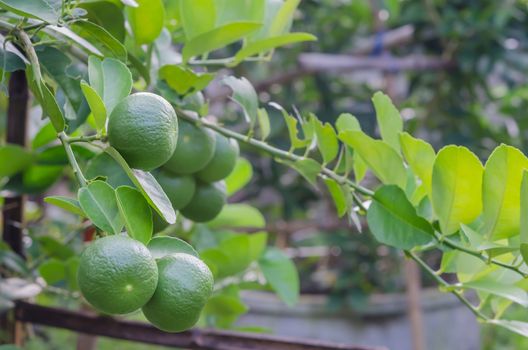 Lime green tree hanging from the branches of it