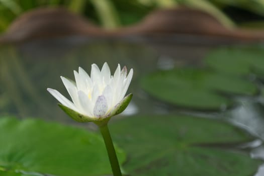 White Lotus