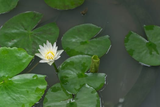 White Lotus