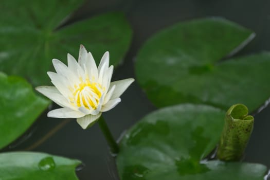 White Lotus