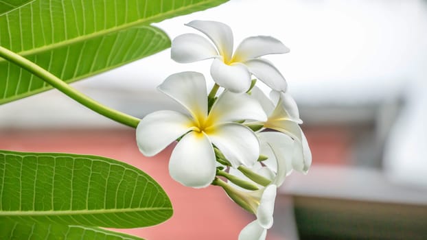 White and yellow Plumeria ( frangipani flowers ) in garden