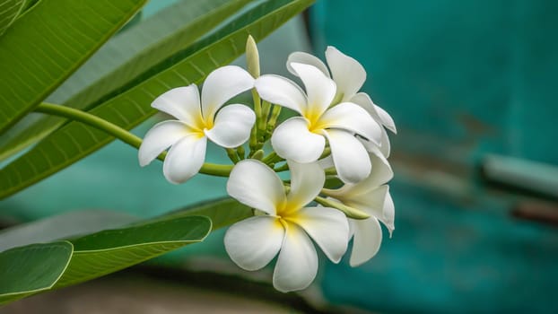 White and yellow Plumeria ( frangipani flowers ) in garden