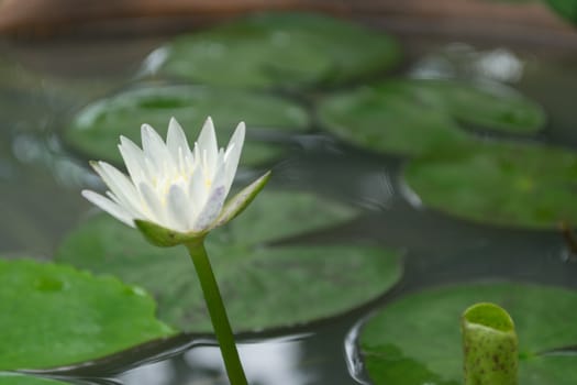 White Lotus