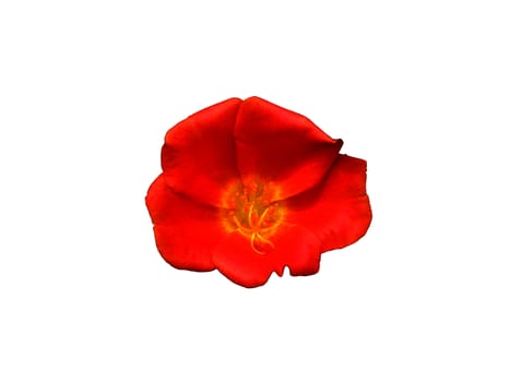 Red flower symbol of love on isolate.
