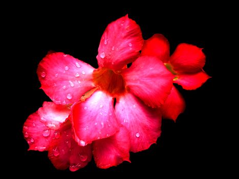 Red flower isolated on dark background.