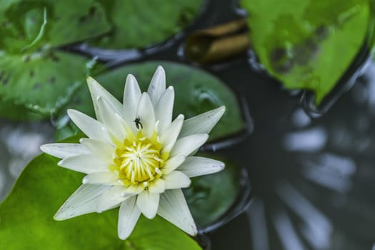 White lotus flower