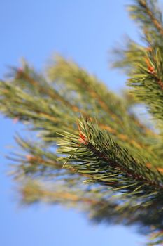 Pine cone on the pine tree branch