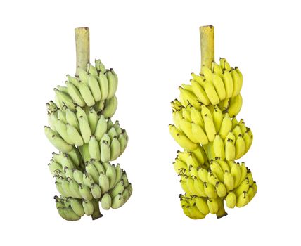 Bunch of fresh and ripe Cultivated banana isolated on white background with clipping path