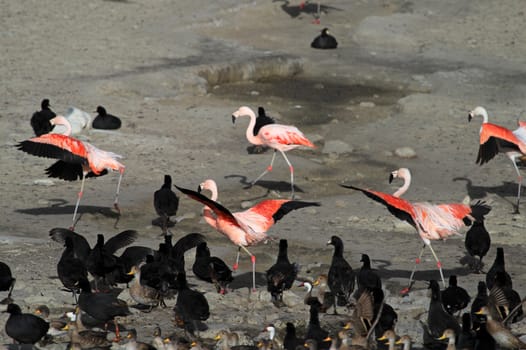 Chileflamingos, lake Tajsara, southern Bolivia South America