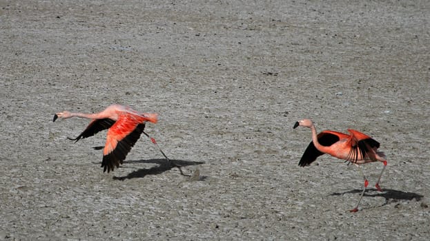 Flying chileflamingos, lake Tajsara, southern Bolivia South America