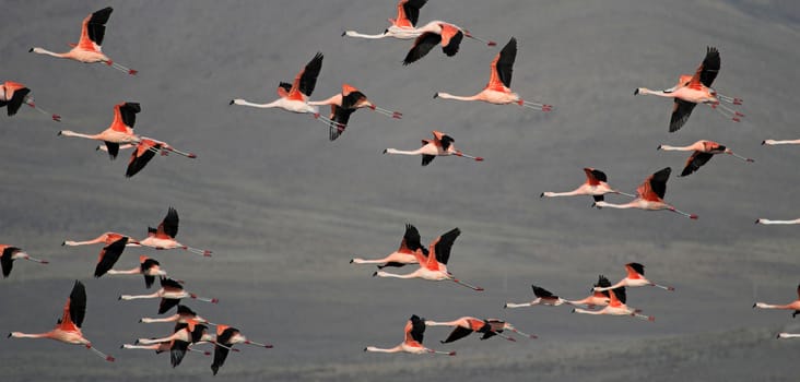 Flying chileflamingos, lake Tajsara, southern Bolivia South America