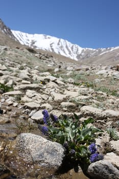 Pamir region Russian Federation Central Asia mountain landscapes