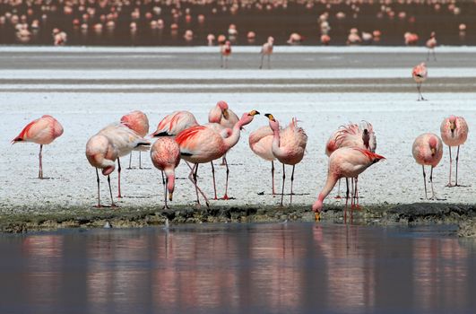 James flamingos, phoenicoparrus jamesi, also known as the puna flamingo, are populated in high altitudes of andean mountains in Peru, Chile, Bolivia and Argentina