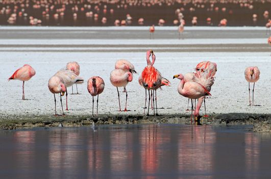 James flamingos, phoenicoparrus jamesi, also known as the puna flamingo, are populated in high altitudes of andean mountains in Peru, Chile, Bolivia and Argentina