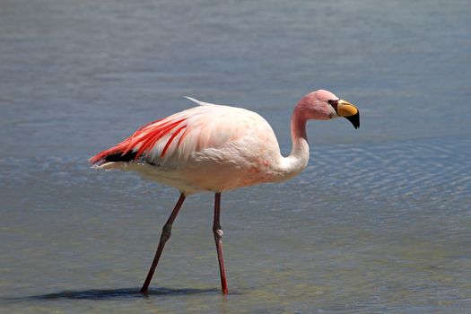 James flamingo, phoenicoparrus jamesi, also known as the puna flamingo, are populated in high altitudes of andean mountains in Peru, Chile, Bolivia and Argentina