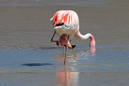 James flamingos, phoenicoparrus jamesi, also known as the puna flamingo, are populated in high altitudes of andean mountains in Peru, Chile, Bolivia and Argentina