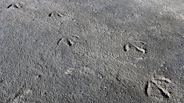 Footprints of flamingos, Laguna Colorado,southern Bolivia, South America