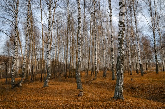 Landscape on a river in Golden autumn