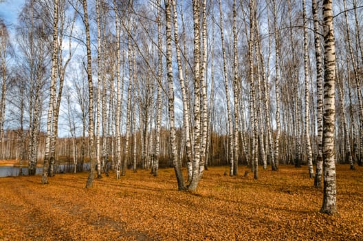 Landscape on a river in Golden autumn