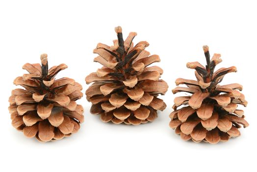 pine cones isolated on white background