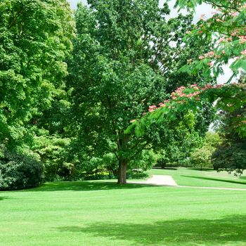 summer park with beautiful green lawns