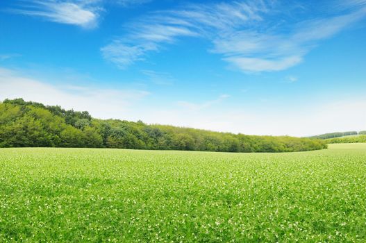    Beautiful flowering fields and beautiful clouds                                 