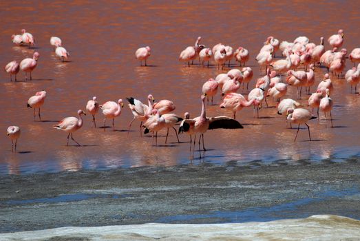James flamingos, phoenicoparrus jamesi, also known as the puna flamingo, are populated in high altitudes of andean mountains in Peru, Chile, Bolivia and Argentina
