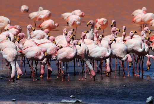 James flamingos, phoenicoparrus jamesi, also known as the puna flamingo, are populated in high altitudes of andean mountains in Peru, Chile, Bolivia and Argentina