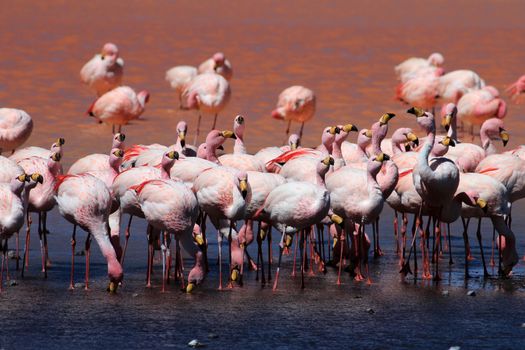 James flamingos, phoenicoparrus jamesi, also known as the puna flamingo, are populated in high altitudes of andean mountains in Peru, Chile, Bolivia and Argentina