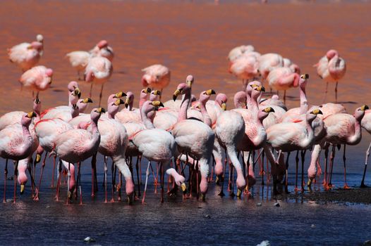 James flamingos, phoenicoparrus jamesi, also known as the puna flamingo, are populated in high altitudes of andean mountains in Peru, Chile, Bolivia and Argentina