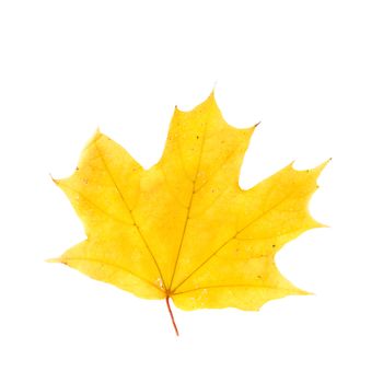 Yellow maple leaf isolated on white background. Golden maple leaf as an autumn symbol