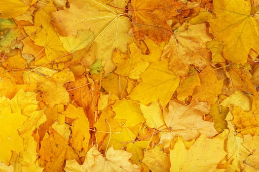 Background group autumn orange leaves. Outdoor. Maple yellow leaves background texture. Beautiful carpet of fallen golden maple leaves