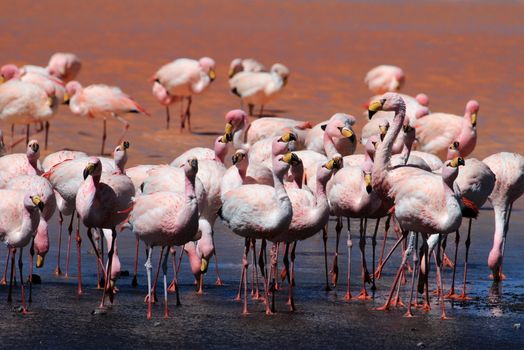 James flamingos, phoenicoparrus jamesi, also known as the puna flamingo, are populated in high altitudes of andean mountains in Peru, Chile, Bolivia and Argentina