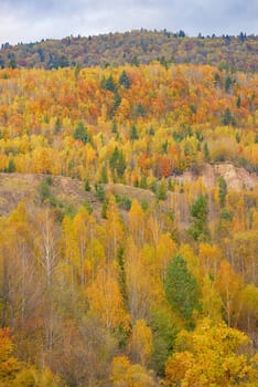 Autumnal nature background with colorful leaves