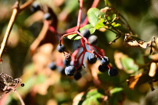 Green branch with leaves with elderberries