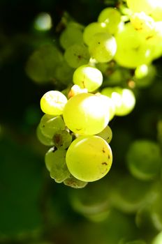 Bunch of white grapes with green tint. Vertical photo. Nobody
