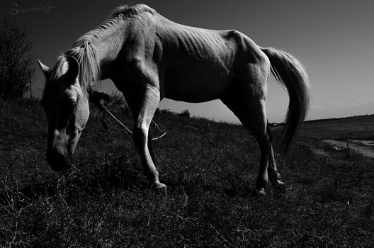 A beautiful white horse grazing in a field near the river. Black and white photo. Horizontal