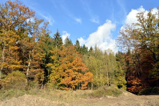 Undergrowth and forest with autumn colors with a small path