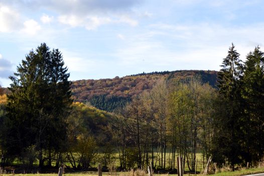 Fir forest in autumnal colors with a small hill