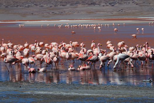 James flamingos, phoenicoparrus jamesi, also known as the puna flamingo, are populated in high altitudes of andean mountains in Peru, Chile, Bolivia and Argentina